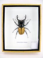 Odontolabis elegans Male - im 3D Schaukasten - echtes exotisches Insekt geschlossen – Bild 2