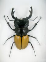 Odontolabis elegans Male - im 3D Schaukasten - echtes exotisches Insekt geschlossen – Bild 3