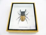 Odontolabis elegans Male - im 3D Schaukasten - echtes exotisches Insekt geschlossen – Bild 4