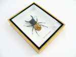 Odontolabis elegans Male - im 3D Schaukasten - echtes exotisches Insekt geschlossen – Bild 5