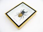 Odontolabis elegans Male - im 3D Schaukasten - echtes exotisches Insekt geschlossen – Bild 6
