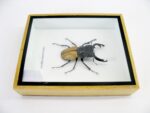 Odontolabis elegans Male - im 3D Schaukasten - echtes exotisches Insekt geschlossen – Bild 7