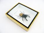 Odontolabis elegans Male - im 3D Schaukasten - echtes exotisches Insekt geschlossen – Bild 8