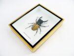 Odontolabis elegans Male - im 3D Schaukasten - echtes exotisches Insekt geschlossen – Bild 9