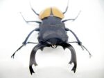 Odontolabis elegans Male - im 3D Schaukasten - echtes exotisches Insekt geschlossen – Bild 11