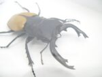 Odontolabis elegans Male - im 3D Schaukasten - echtes exotisches Insekt geschlossen – Bild 12