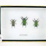 3x Saw Tooth Beetle - im 3D Schaukasten. Wundersch?ne echte exotische Insekten