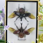 2x Thai figthing Beetle - Xylotrupes gideon - im 3D Schaukasten - echte Insekten offen