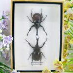 2x Thai figthing Beetle - Xylotrupes gideon - im 3D Schaukasten - echte Insekten zu