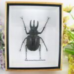 Three-horned Rhinoceros - 3D Schaukasten - echte exotische Insekten