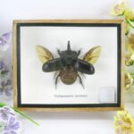 Trichogormphus martabani - Bockkäfer - im 3D Schaukasten - großes Insekt