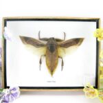 Waterbug - Wasserwanze - giftig - im 3D Schaukasten - echtes exotisches Insekt