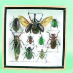 Echte exotische Insekten - einmalig - im Schaukasten aus Holz und Glas s 38