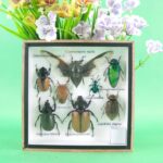 Echte exotische Insekten - einmalig - im Schaukasten aus Holz und Glas s 40