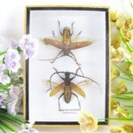 2x Long-horned Beetle - Cermabycidae sp. - im 3D Schaukasten - großes Insekt