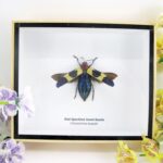 Red Speckled Jewel Beetle - im 3D Schaukasten - echtes exotisches Insekt