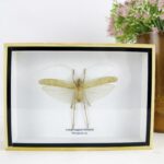 Long-legged Katydid - Echter Grashüpfer in einer 3D Holzbox