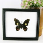Nice Butterfly 07 - echter Schmetterling im Schaukasten aus Holz 17x15cm