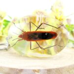 Extravaganter Schlüsselanhänger mit echtem Insekt 04