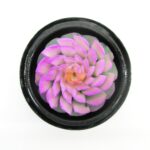 Handgeschnitzte Seifenblume in einer Kokusnuss 09 EINZELSTÜCK