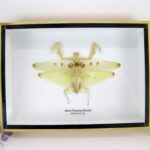 Seltene Giant Praying Mantis im Schaukasten 3D