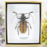 Riesiger Long-horned Beetle im Schaukasten - sehr selten in der Größe