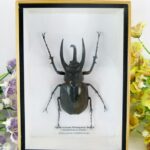 Riesiger Three-horned Rhinoceros Beetle (Möllenkampi Beetle) XXL im Schaukasten