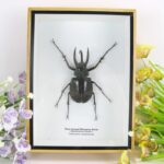 Riesiger Three-horned Rhinoceros Beetle (Möllenkampi Beetle) XL im Schaukasten