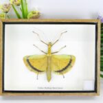 Stabschrecke - Yellow Walking Stick Insect im Schaukasten aus Holz