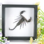 Riesiger echter Skorpion - Palamnaeus fulvipes - im 3D Schaukasten - Taxidermie