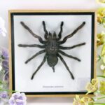 Riesige echte Vogelspinne - Eurypeima spinicrus -  im 3D Schaukasten aus Holz