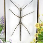 Triachoidea westwoodi - Stabschrecke XXL - 3D Schaukasten - riesiges Insekt