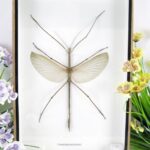 Triachoidea westwoodi M. - Stabschrecke XL - 3D Schaukasten - riesiges Insekt