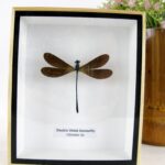 Electic Violet Damselfly - echte Libelle in 3D Holzbox - wundersch?n - Wandbild