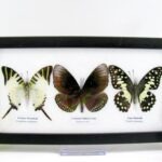 3 wunderschöne echte Schmetterlinge im Schaukasten 25 x 15 x 2 cm Nr. q 02