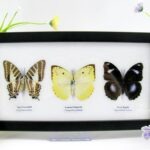 3 wunderschöne echte Schmetterlinge im Schaukasten 25 x 15 x 2 cm Nr. q 04