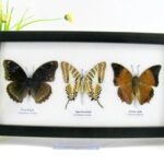 3 wunderschöne echte Schmetterlinge im Schaukasten 25 x 15 x 2 cm Nr. q  06
