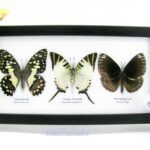 3 wunderschöne echte Schmetterlinge im Schaukasten 25 x 15 x 2 cm Nr. q 08