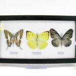 3 wunderschöne echte Schmetterlinge im Schaukasten 25 x 15 x 2 cm Nr. q 10