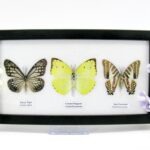 3 wunderschöne echte Schmetterlinge im Schaukasten 25 x 15 x 2 cm Nr. q 12