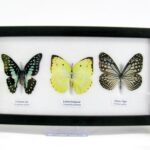 3 wunderschöne echte Schmetterlinge im Schaukasten 25 x 15 x 2 cm Nr. q 14