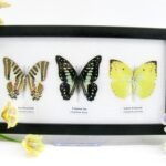 3 wunderschöne echte Schmetterlinge im Schaukasten 25 x 15 x 2 cm Nr. q 19