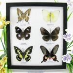 6 wunderschöne echte Schmetterlinge im Schaukasten 25 x 23 x 2cm Nr. q 01