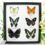 6 wunderschöne echte Schmetterlinge im Schaukasten 25 x 23 x 2cm Nr. q 02