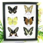6 wunderschöne echte Schmetterlinge im Schaukasten 25 x 23 x 2cm Nr. q 04