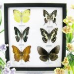 6 wunderschöne echte Schmetterlinge im Schaukasten 25 x 23 x 2cm Nr. q 06