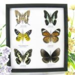 6 wunderschöne echte Schmetterlinge im Schaukasten 25 x 23 x 2cm Nr. q 08