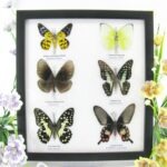 6 wunderschöne echte Schmetterlinge im Schaukasten 25 x 23 x 2cm Nr. q 09