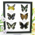 6 wunderschöne echte Schmetterlinge im Schaukasten 25 x 23 x 2cm Nr. q 12