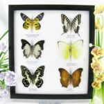6 wunderschöne echte Schmetterlinge im Schaukasten 25 x 23 x 2cm Nr. q 14